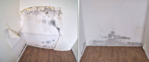 Best Water damage restoration mold remediation  in Becker, MN